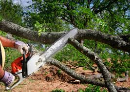 How Our Tree Care Process Works  in  Gardnertown, NY